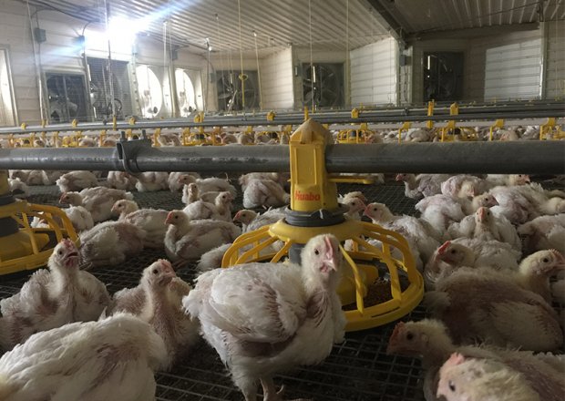 Broiler pan feeding system