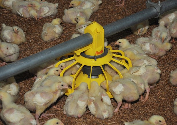 Broiler feeding pan