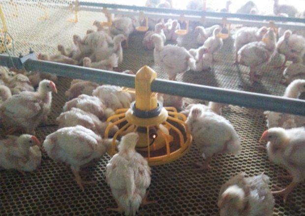 Broiler pan feeding system