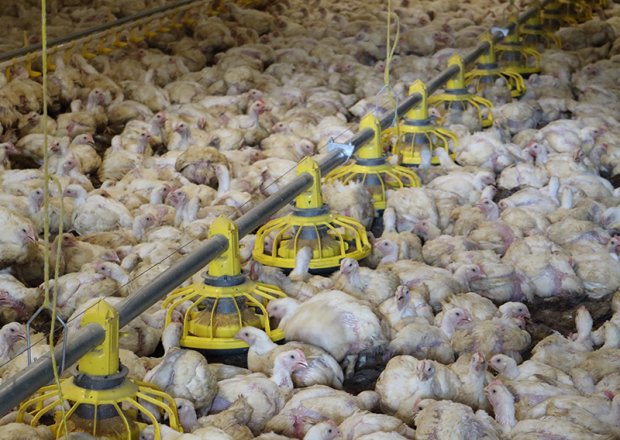 Broiler pan feeding system