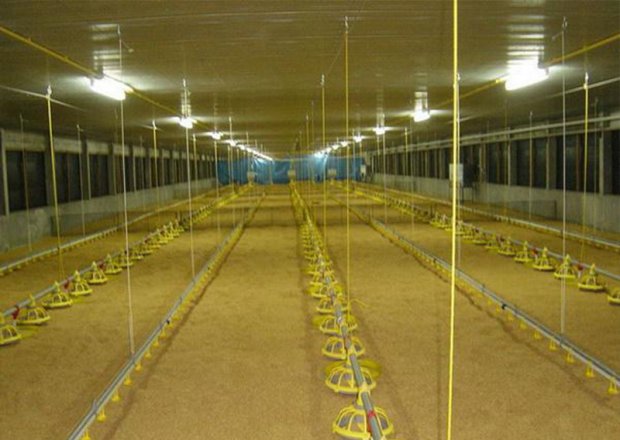 Broiler pan feeding system